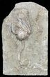 Dizygocrinus Crinoid - Warsaw Formation, Illinois #56748-1